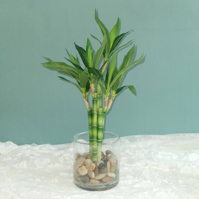 Echeveria Succulent - Tanaman Bambu Keberuntungan Buatan Baru 40cm,