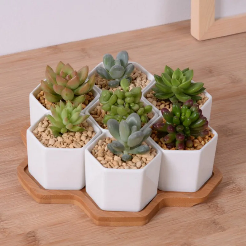 Aloe Vera Pot - Set 4/7/9/10 Pot Bunga Segi Enam