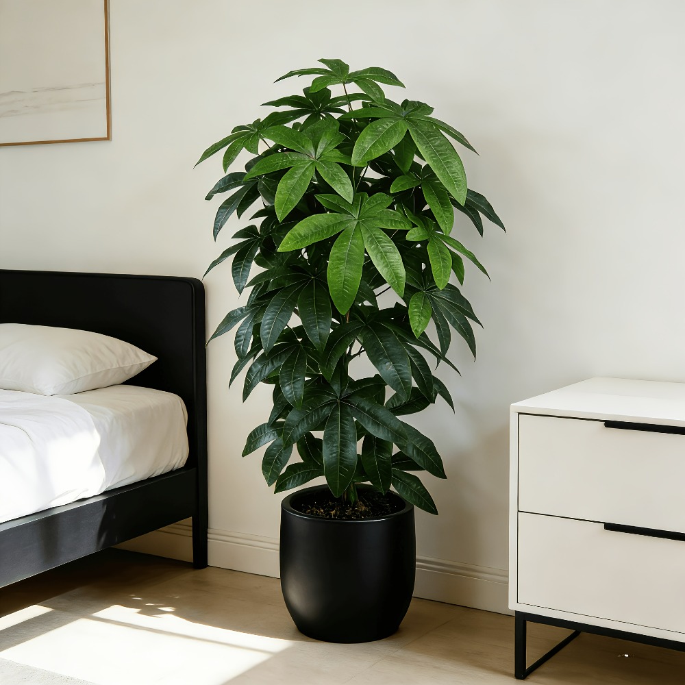 Monstera Adansonii - Pohon Uang Buatan Pachira Aquatica dengan