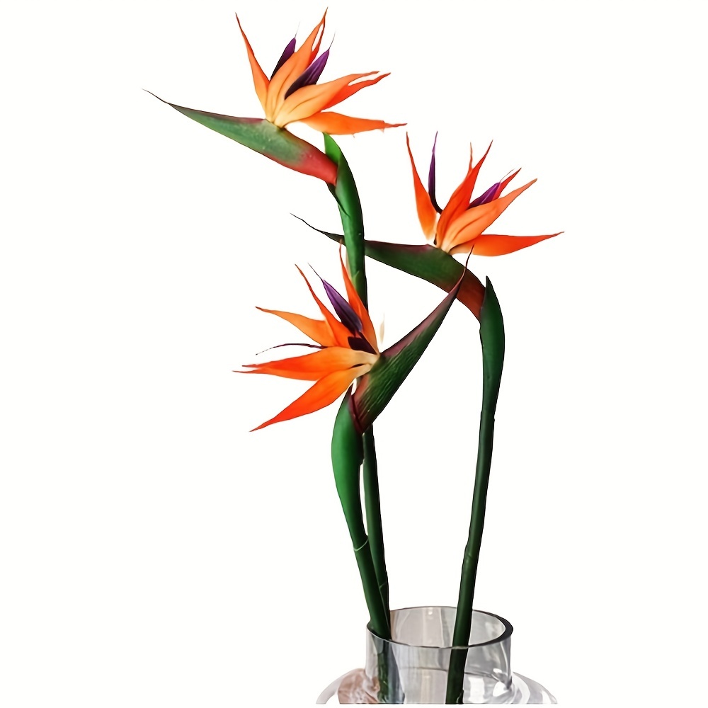 3 buah bunga burung surga bung - Bird Paradise Strelitzia ulasan dan harga