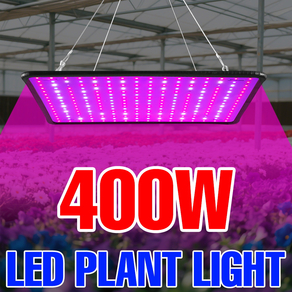 Lampu Tanam LED 400W Spektrum  - Echeveria Succulent ulasan dan harga
