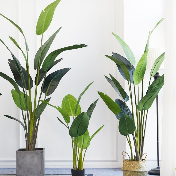 Pot Plastik Buatan ​ Tanam Bur - Bird Paradise Strelitzia ulasan dan harga