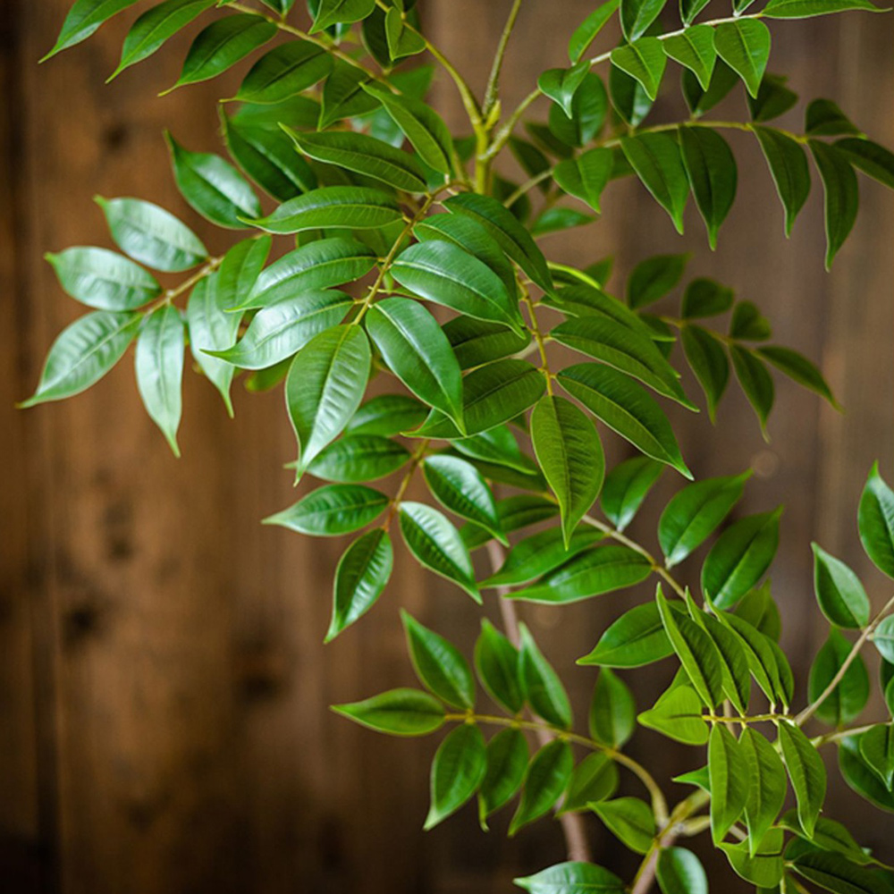 Pohon Ficus buatan besar 76-14 - Ficus Lyrata Tree ulasan dan harga