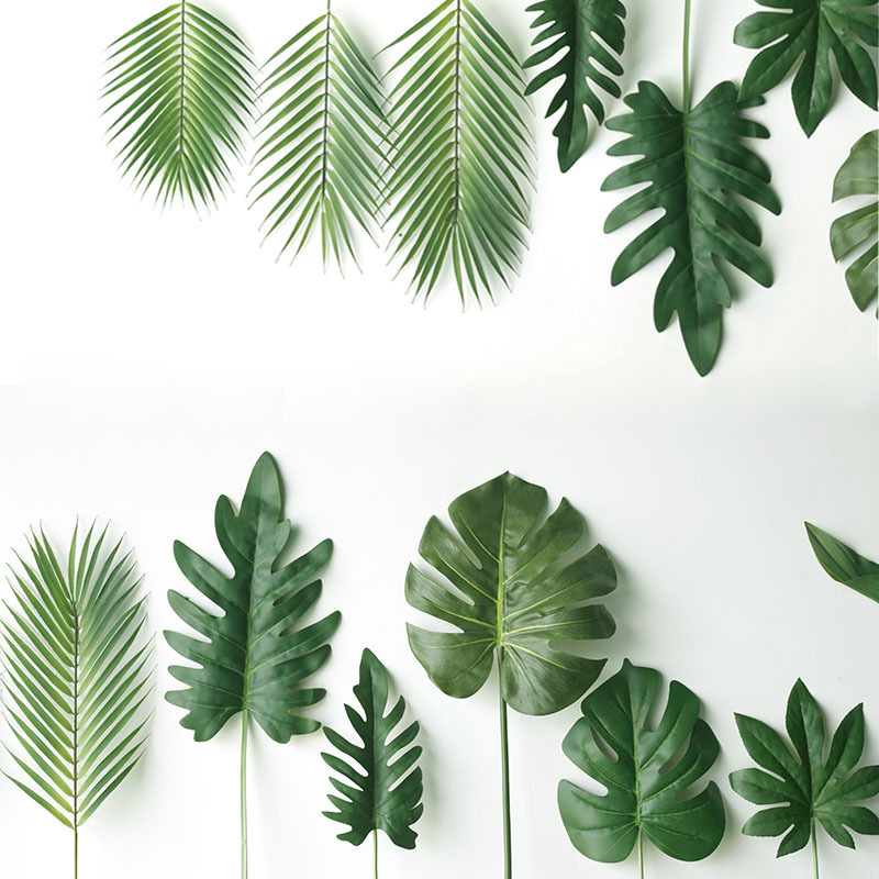 59CM daun kura-kura tanaman bu - Monstera Adansonii ulasan dan harga