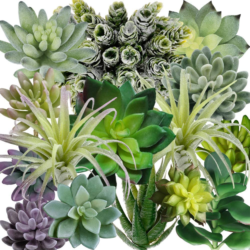 15 Paket Tanaman Sukulen Buata - Echeveria Succulent ulasan dan harga