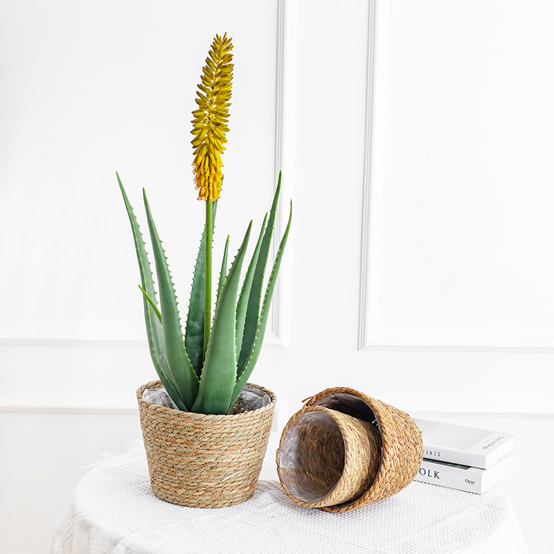 Keranjang Bunga Anyaman Alami, - Aloe Vera Pot ulasan dan harga