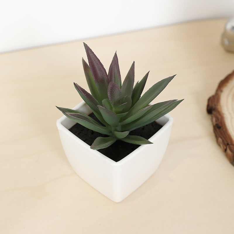 Tanaman pot kecil cangkir peri - Echeveria Succulent ulasan dan harga