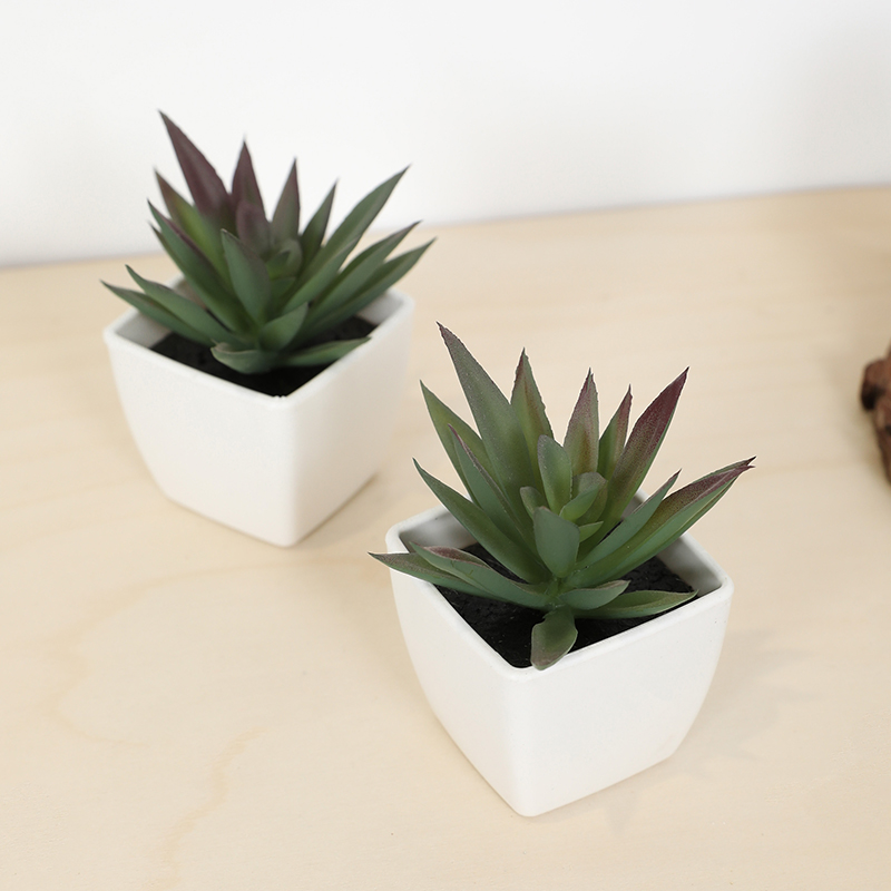 Tanaman pot kecil cangkir peri - Echeveria Succulent ulasan dan harga