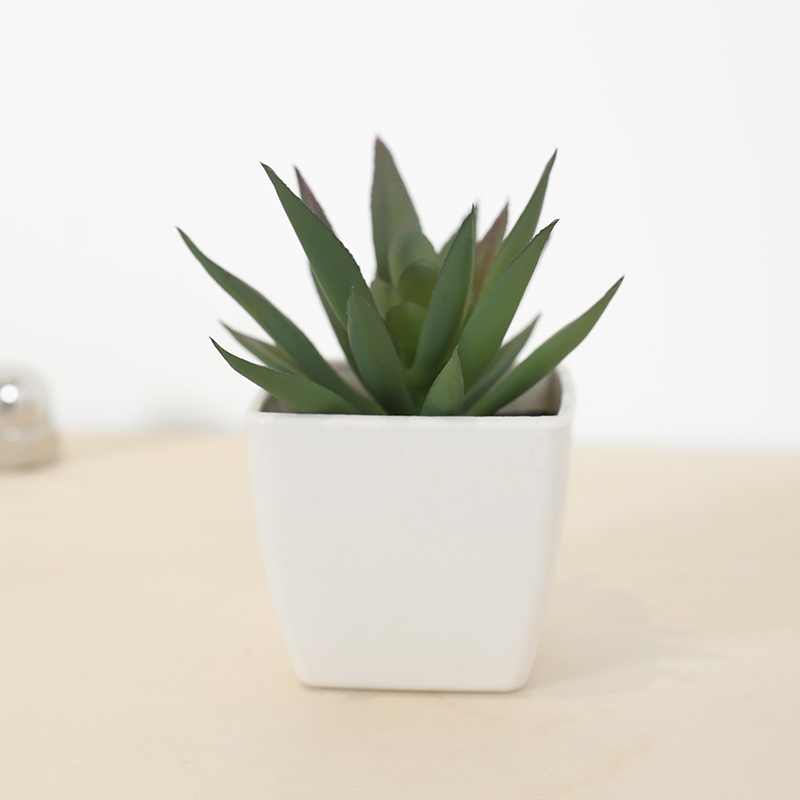 Tanaman pot kecil cangkir peri - Echeveria Succulent ulasan dan harga
