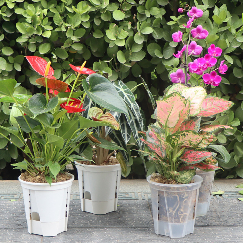 Pot anggrek transparan, 5 buah - Aloe Vera Pot ulasan dan harga